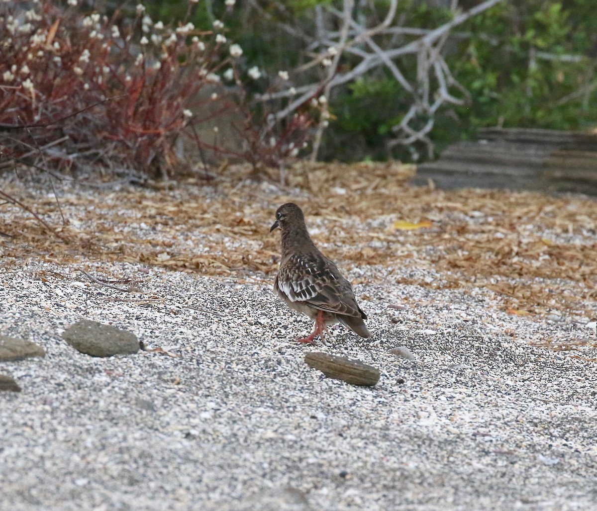 Galapagos Kumrusu - ML625407343