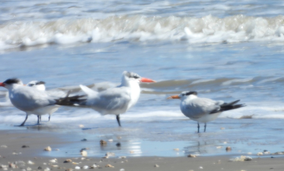 Royal Tern - ML625407365