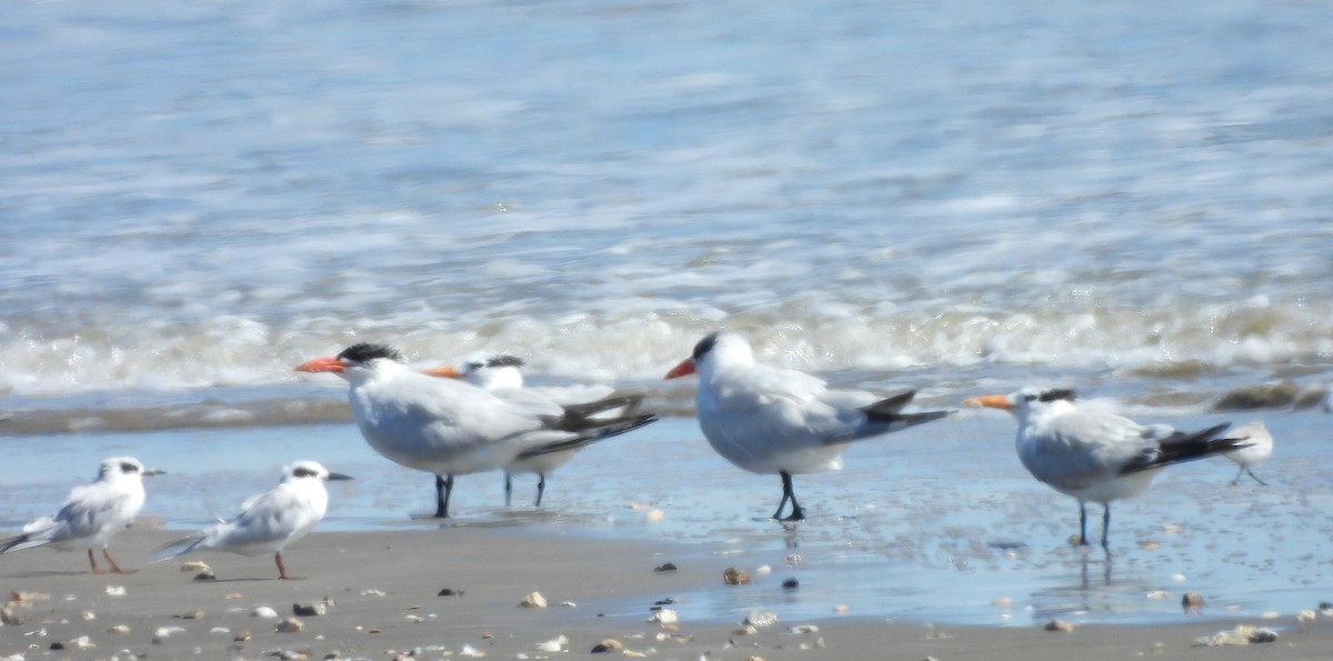 Caspian Tern - ML625407377