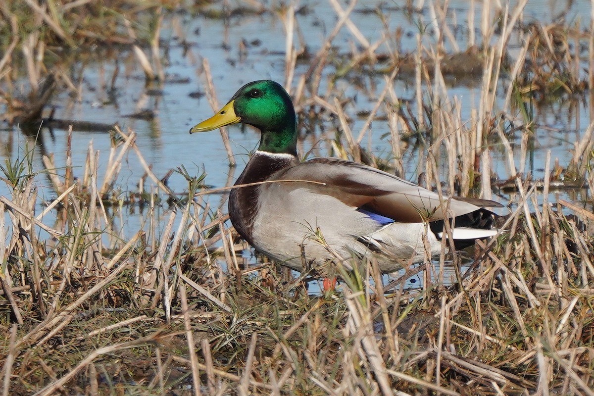 Mallard - ML625407458