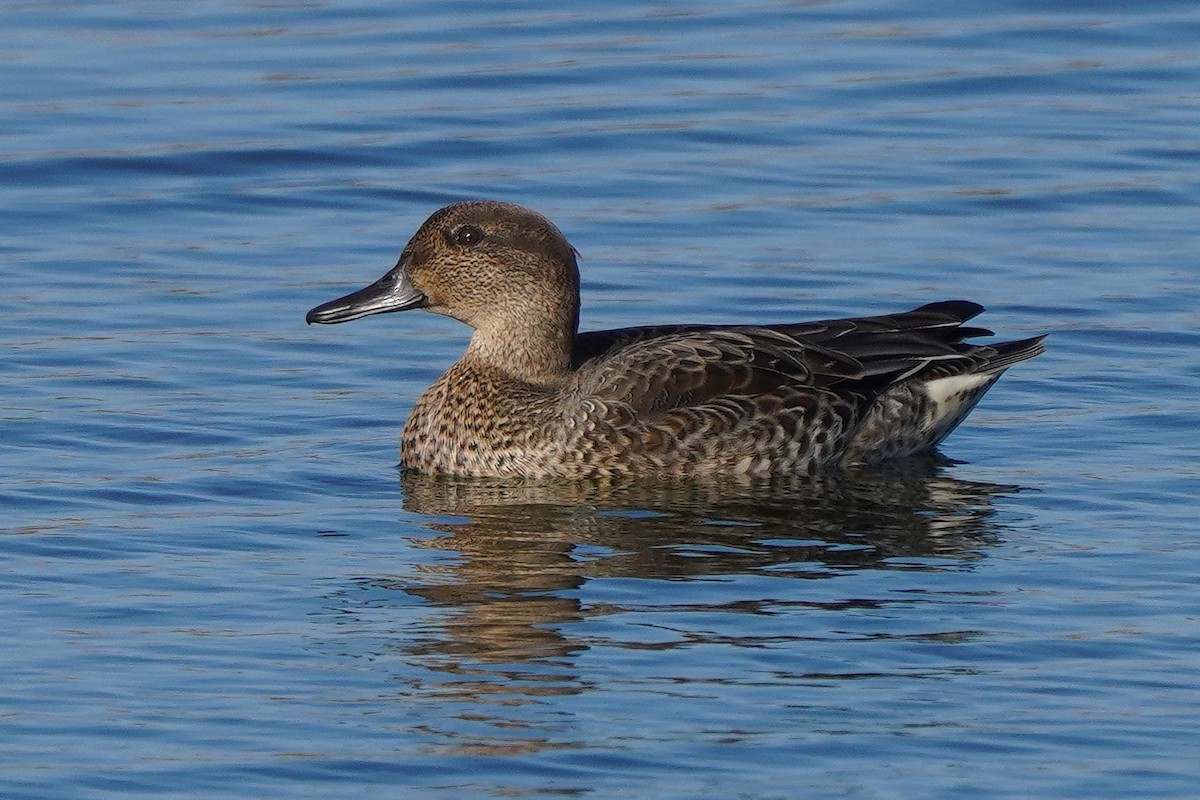 Green-winged Teal - ML625407467