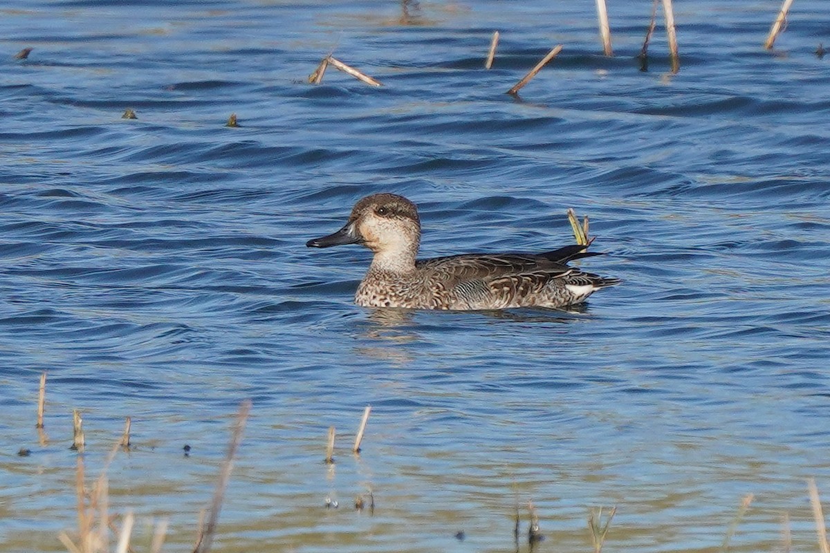 Green-winged Teal - ML625407472