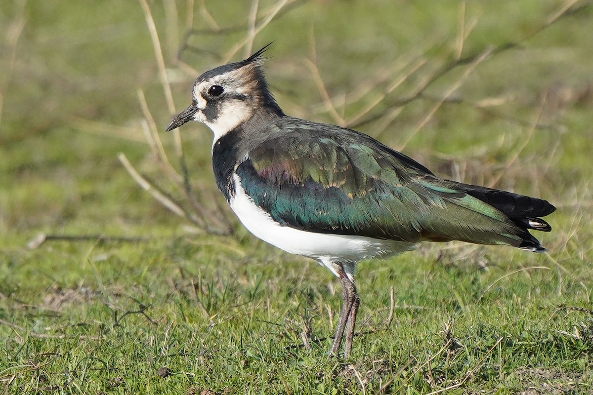 Northern Lapwing - ML625407476