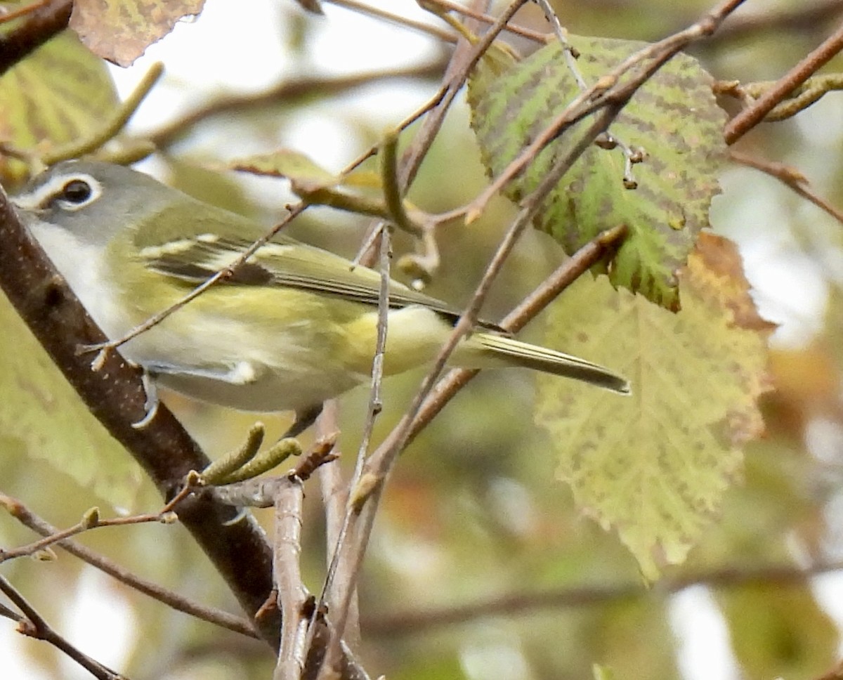 Blue-headed Vireo - ML625407575