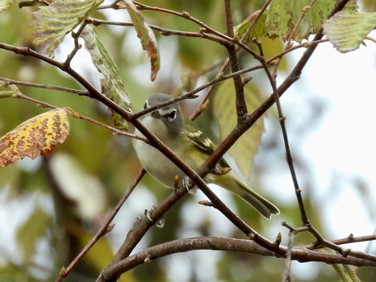 Blue-headed Vireo - ML625407576