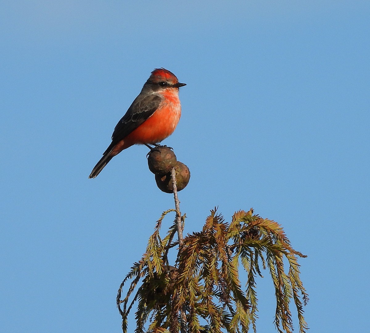 Vermilion Flycatcher - ML625407591