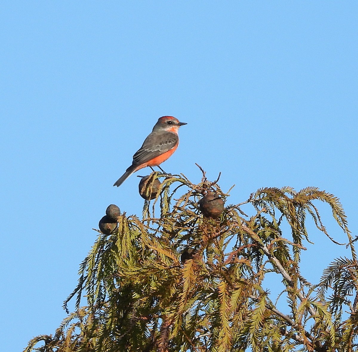 Vermilion Flycatcher - ML625407597