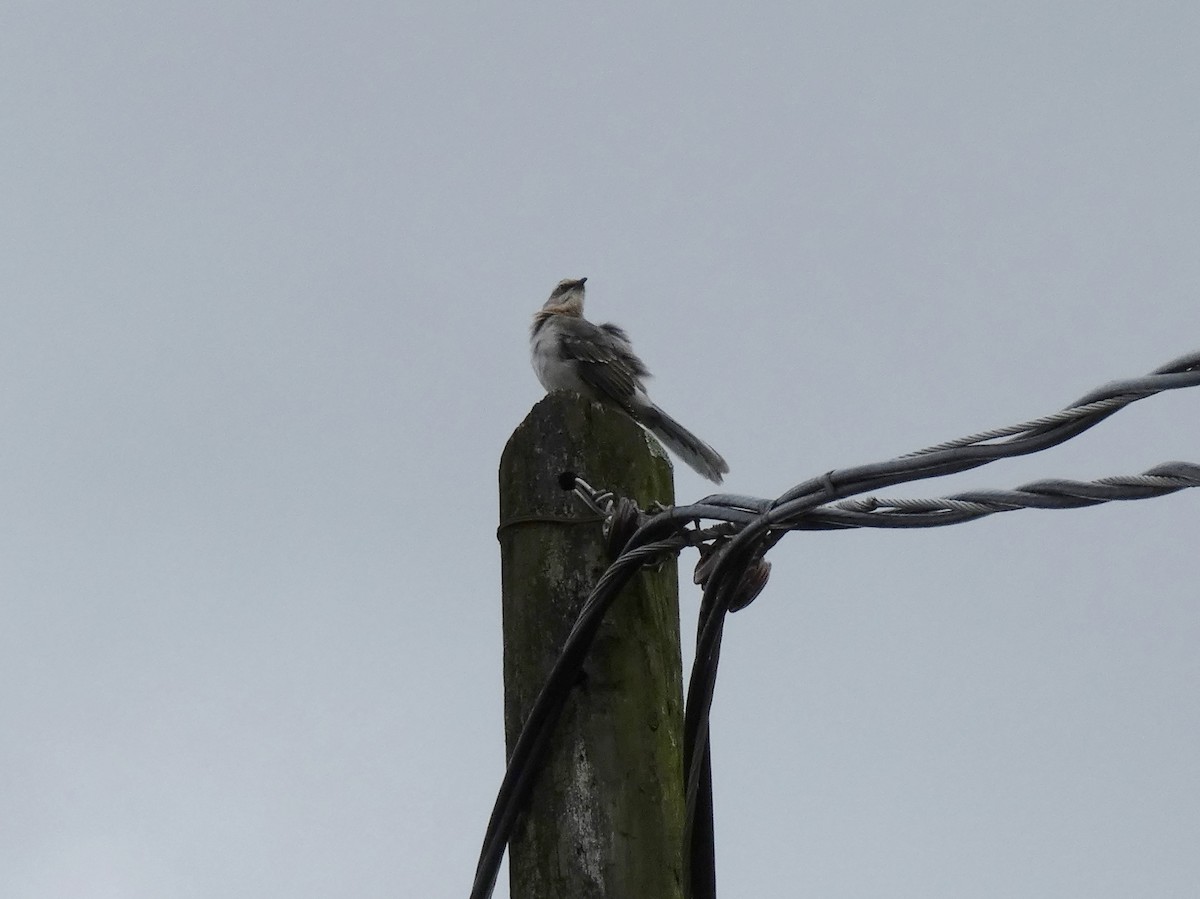 Tropical Mockingbird - Tony King