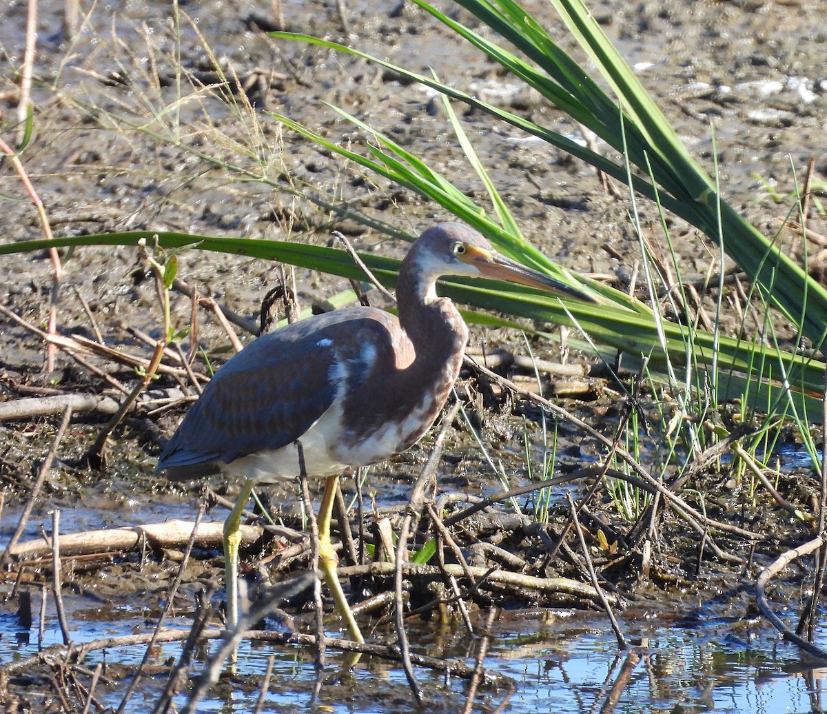 Tricolored Heron - ML625407624