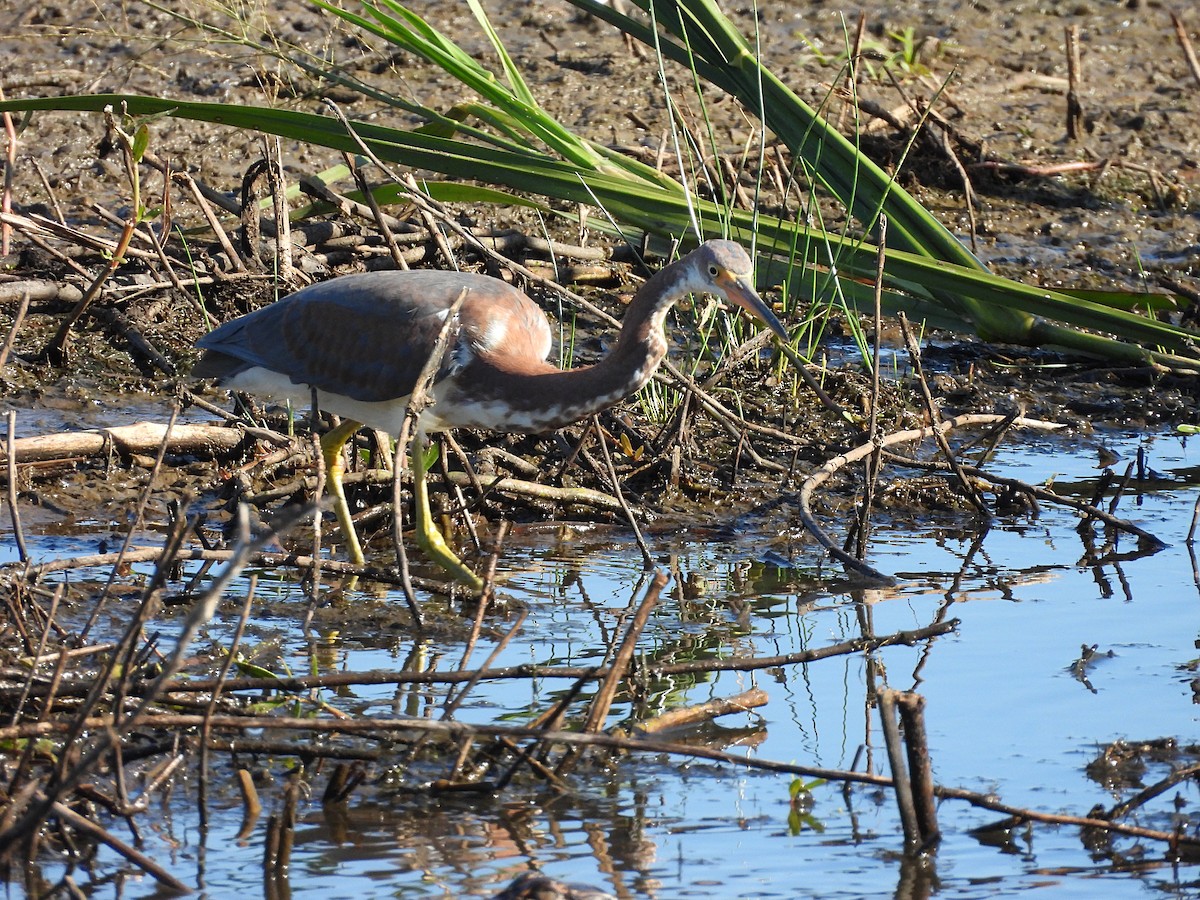 Tricolored Heron - ML625407626