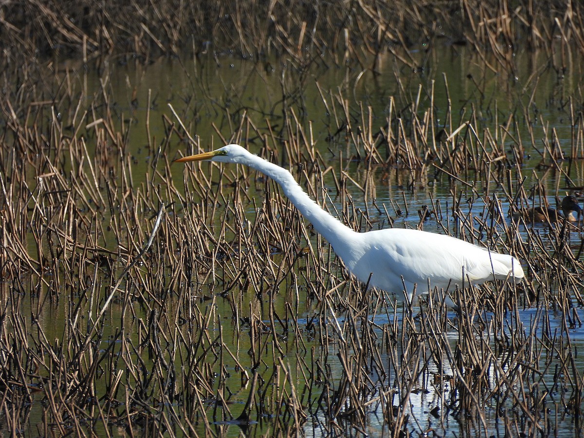 Great Egret - ML625407690