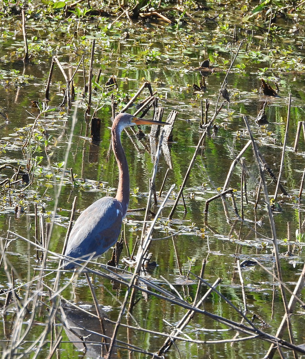 Tricolored Heron - ML625407696