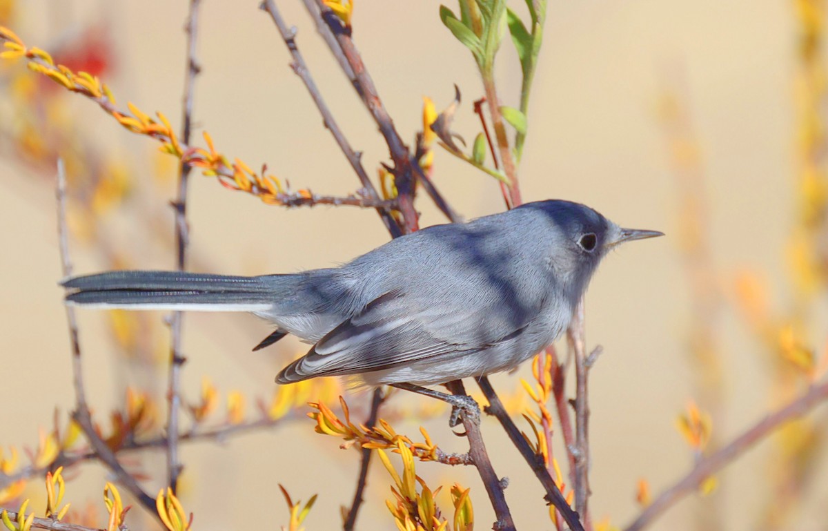 Blue-gray Gnatcatcher - Greg Cross