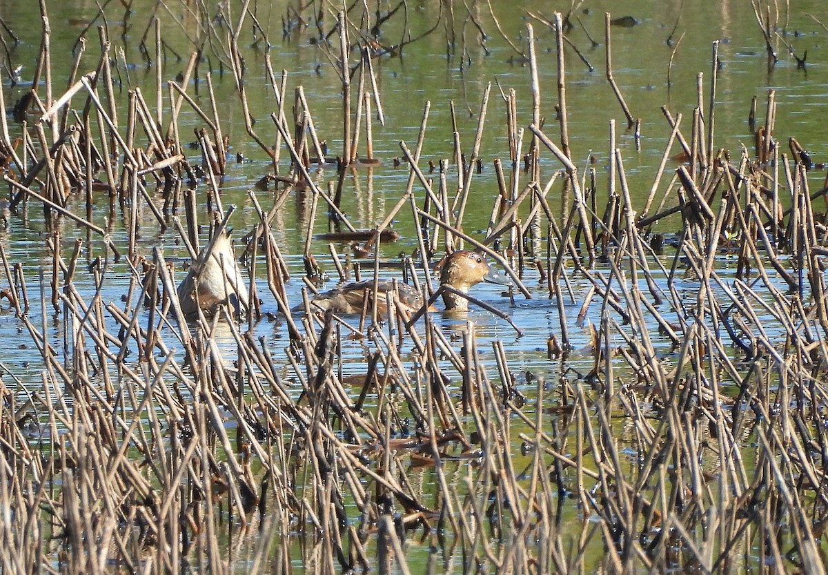 Fulvous Whistling-Duck - ML625407714