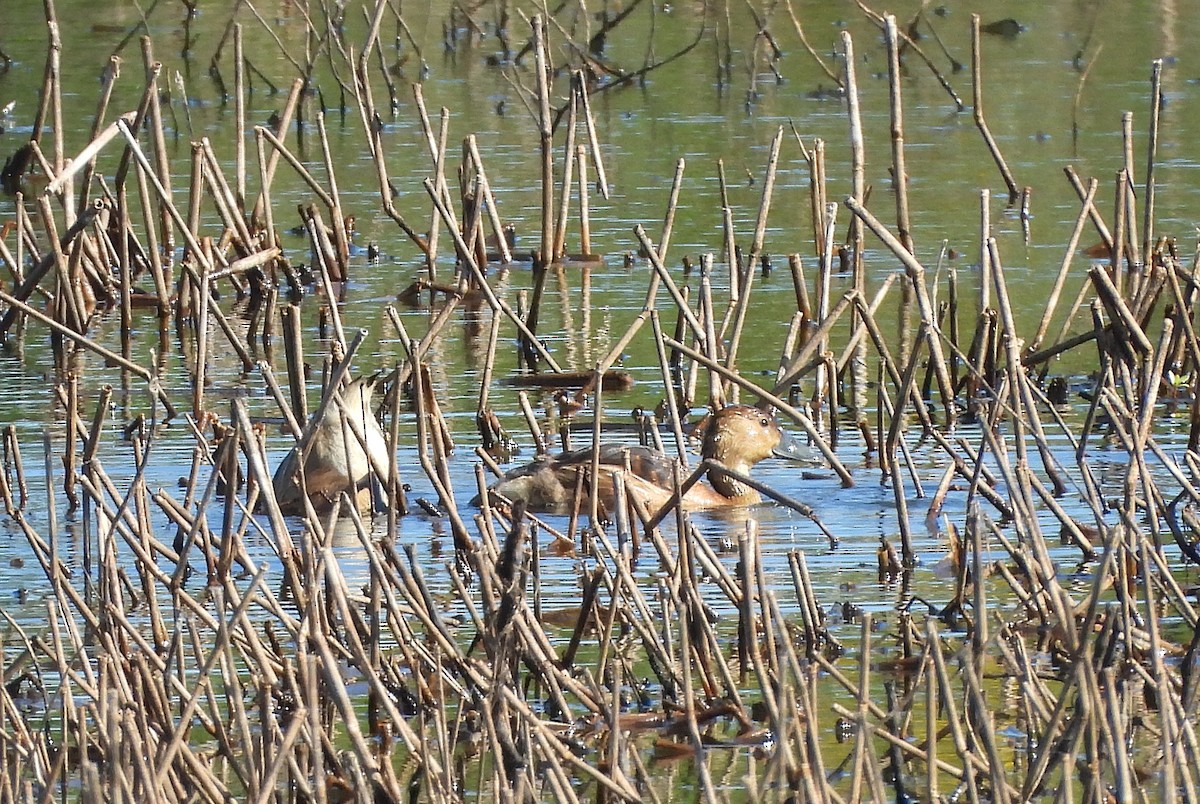 Fulvous Whistling-Duck - ML625407717