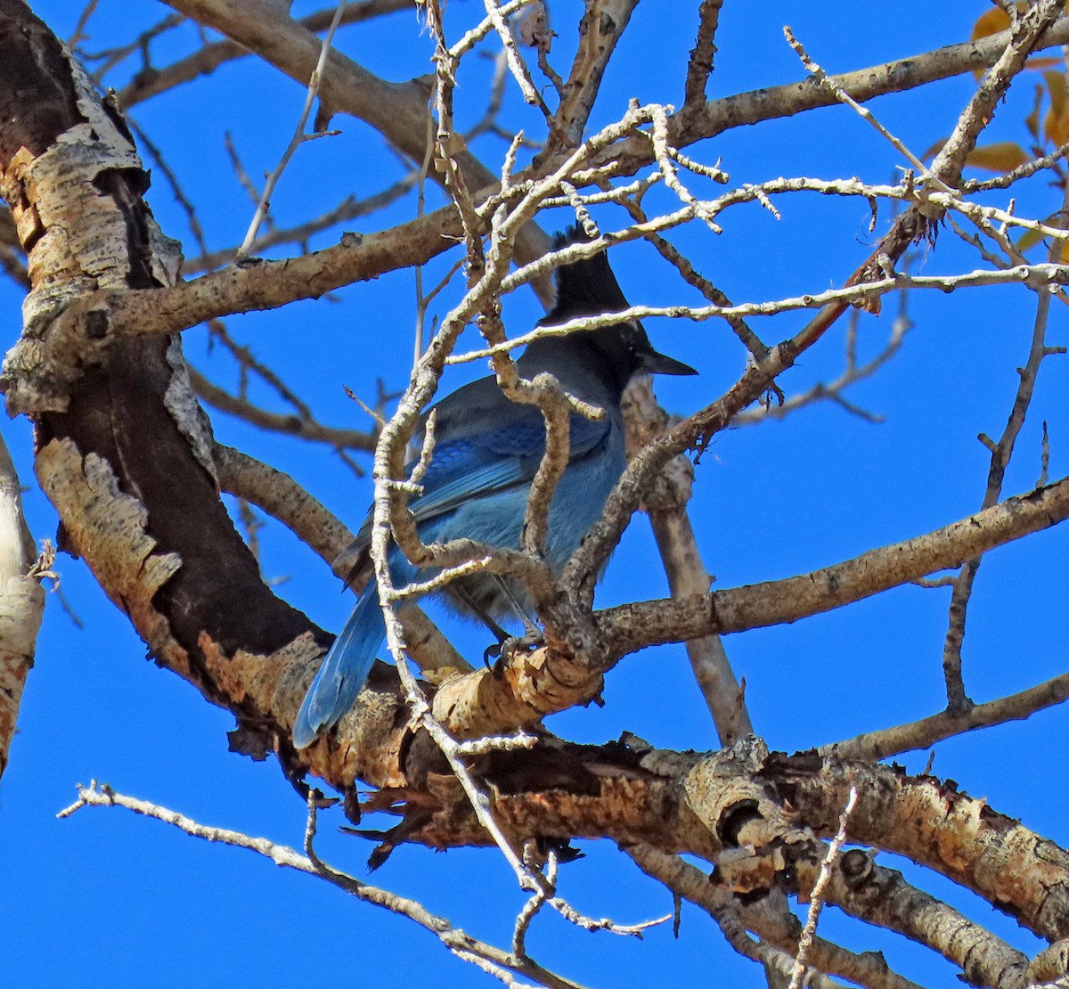 Steller's Jay - ML625407726