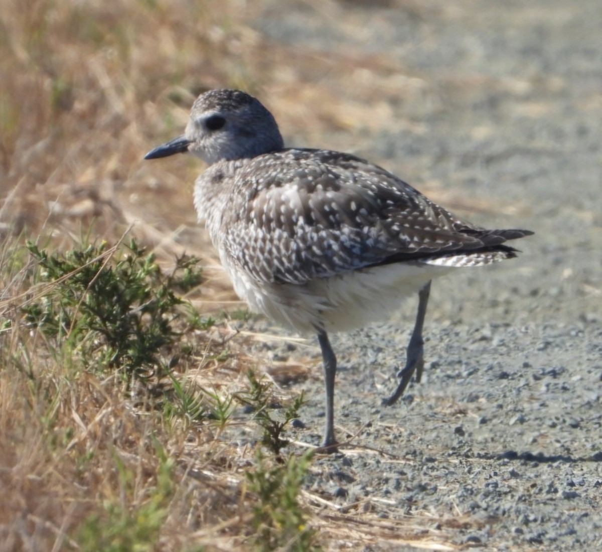 Black-bellied Plover - Hazem Alkhan