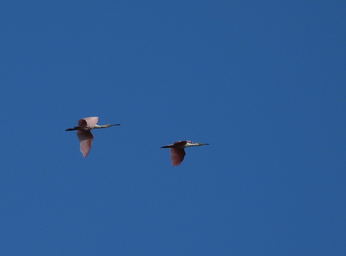 Roseate Spoonbill - ML625407802