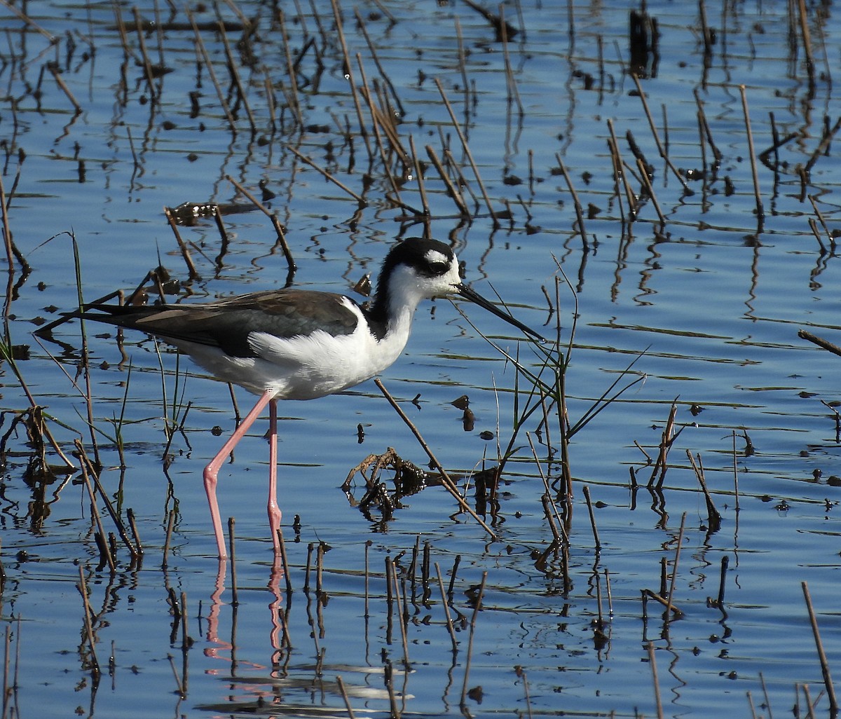 Black-necked Stilt - ML625407812