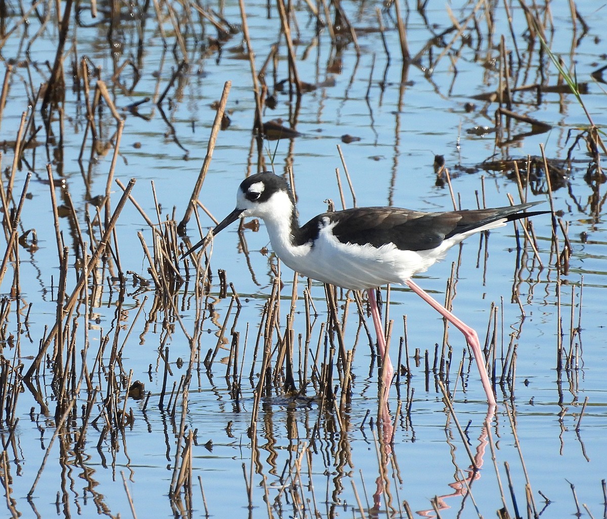 Black-necked Stilt - ML625407815