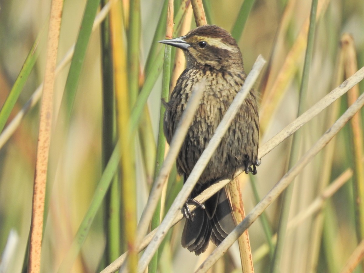 Yellow-winged Blackbird - ML625407832