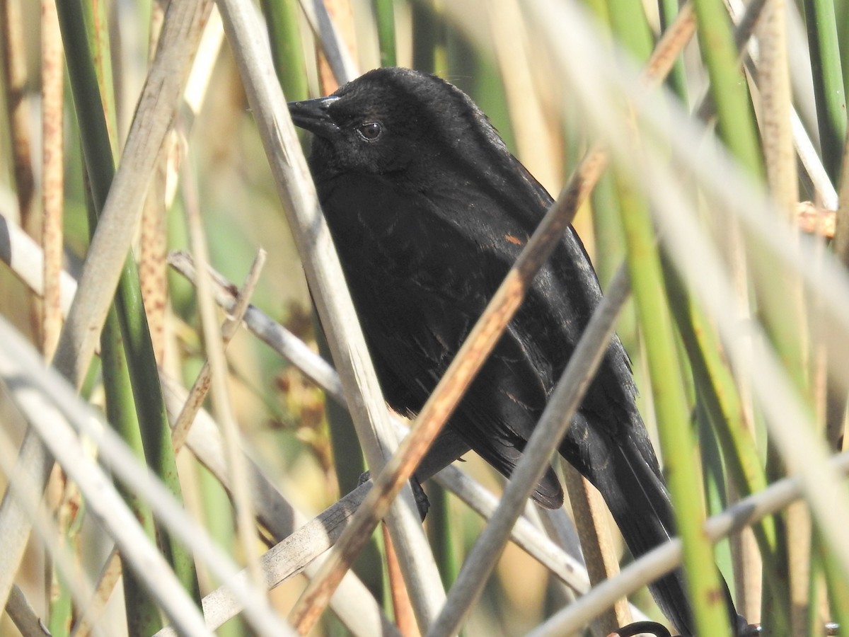 Yellow-winged Blackbird - ML625407834