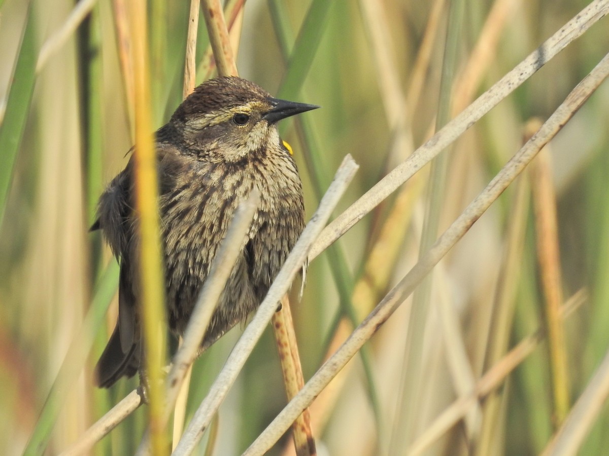 Yellow-winged Blackbird - ML625407835