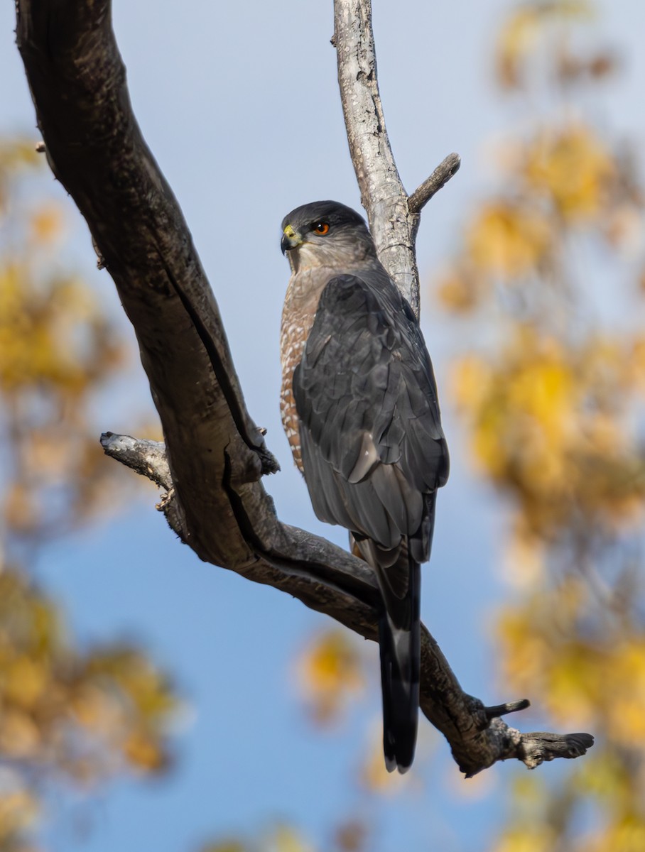 Cooper's Hawk - ML625407877