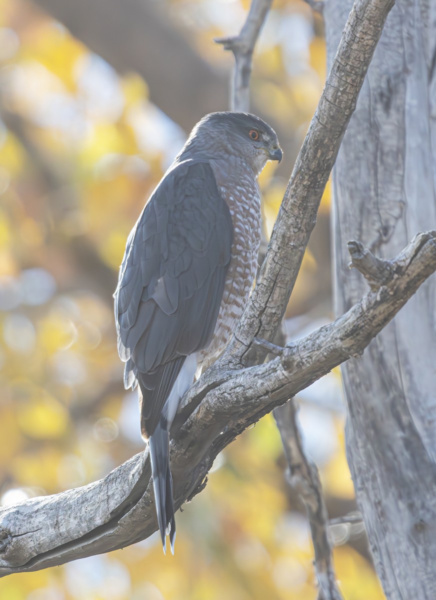 Cooper's Hawk - ML625407878