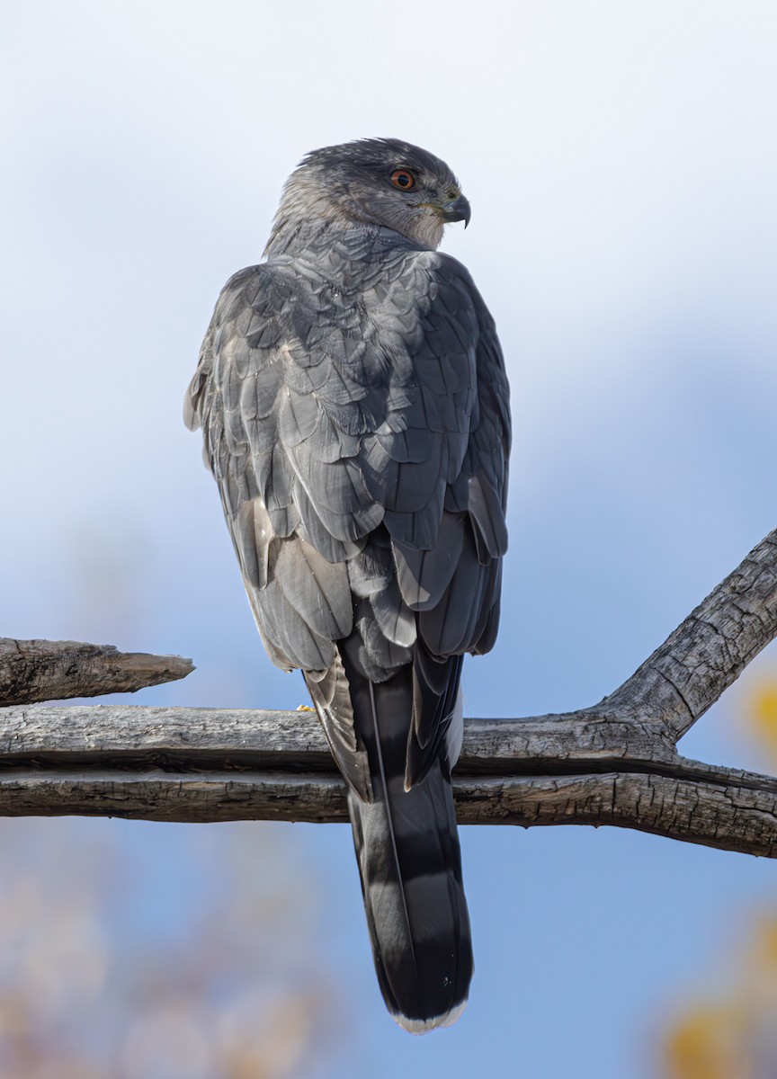 Cooper's Hawk - ML625407879