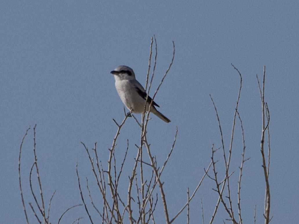 Alcaudón Boreal - ML625407887