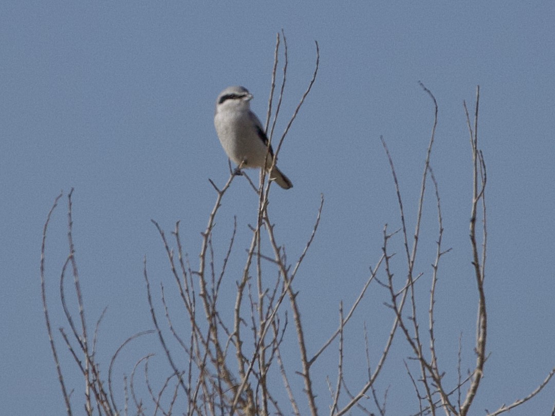 Alcaudón Boreal - ML625407888