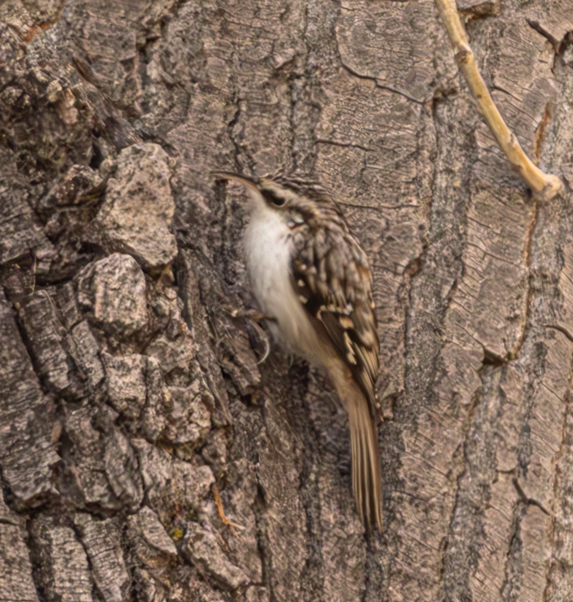 Brown Creeper - ML625407889