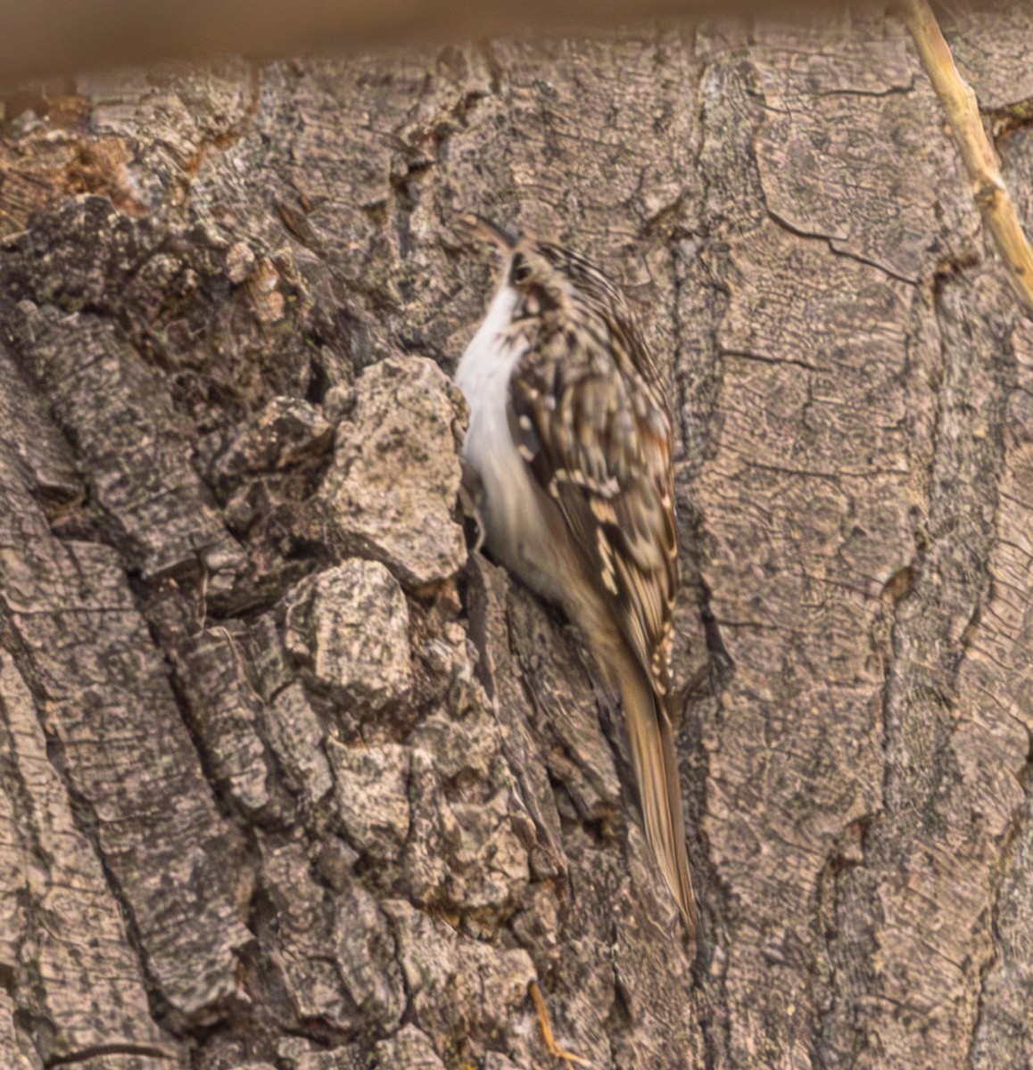 Brown Creeper - ML625407890