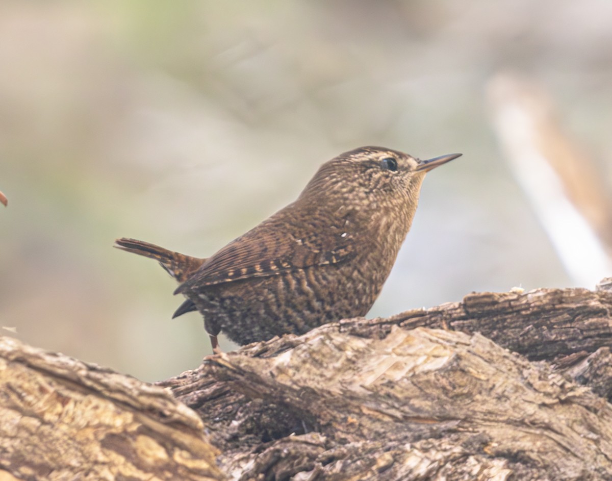 Winter Wren - ML625407896