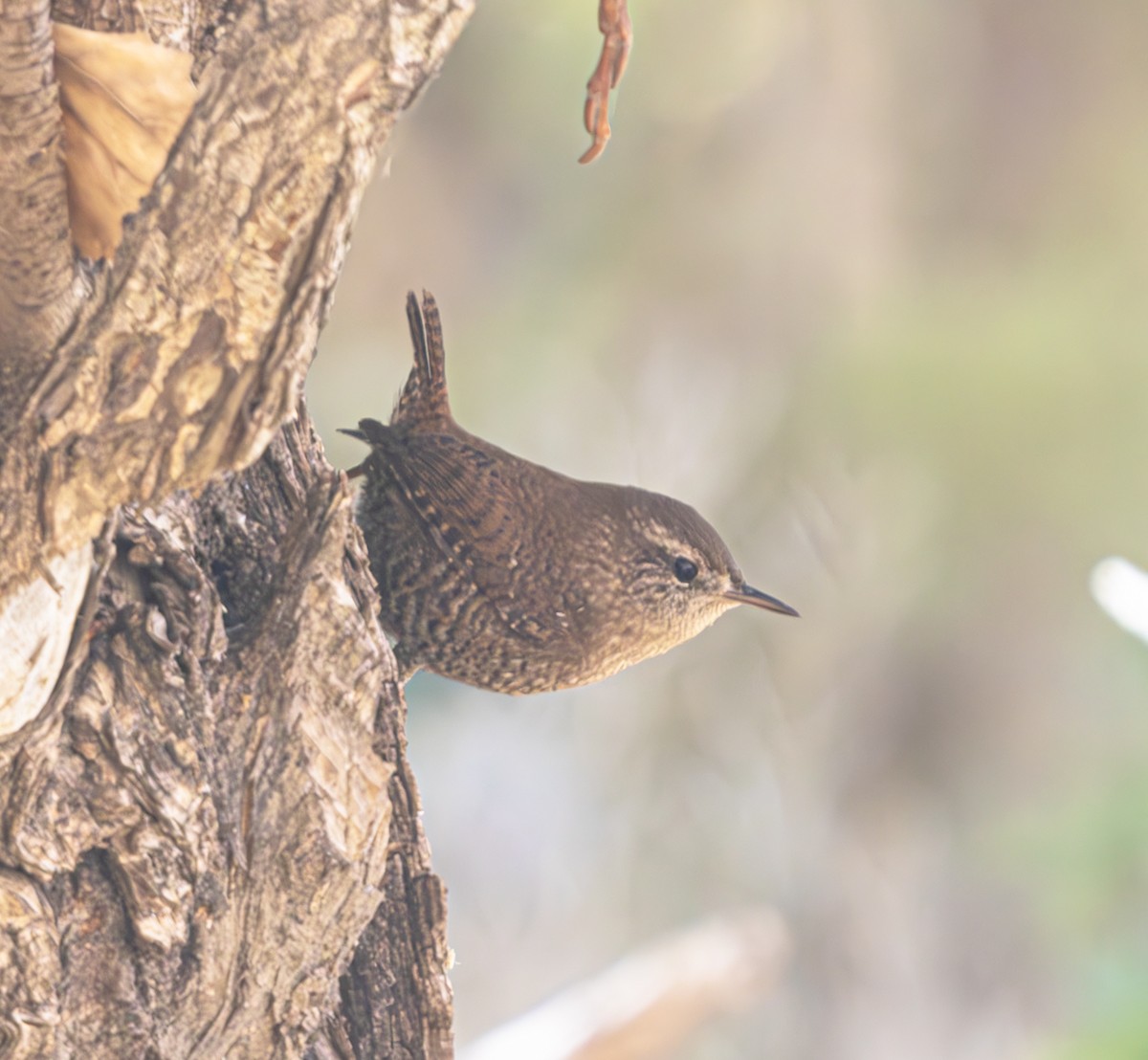 Winter Wren - ML625407897