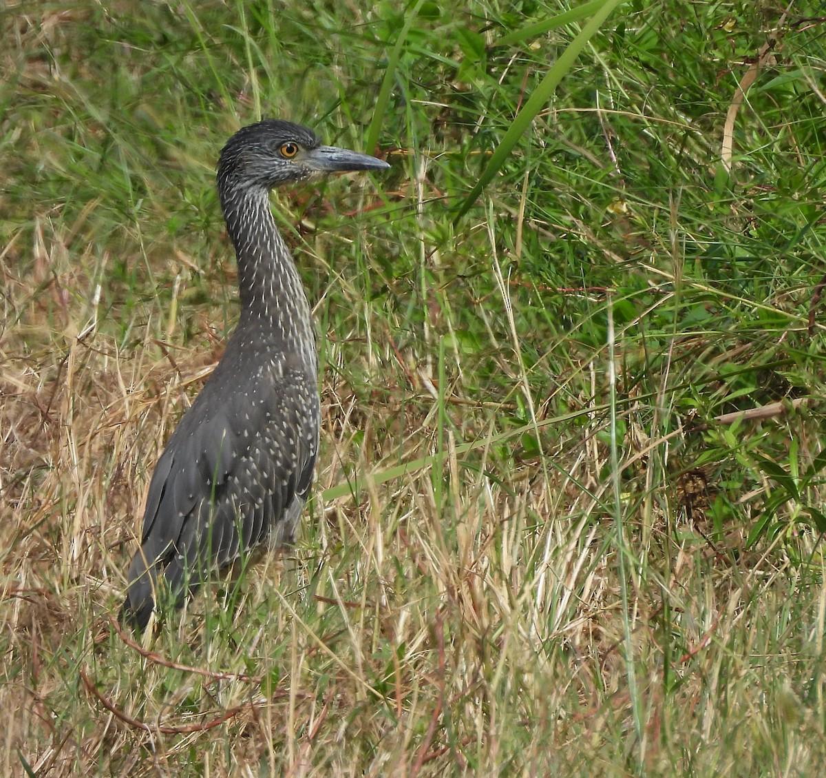 Yellow-crowned Night Heron - ML625407923