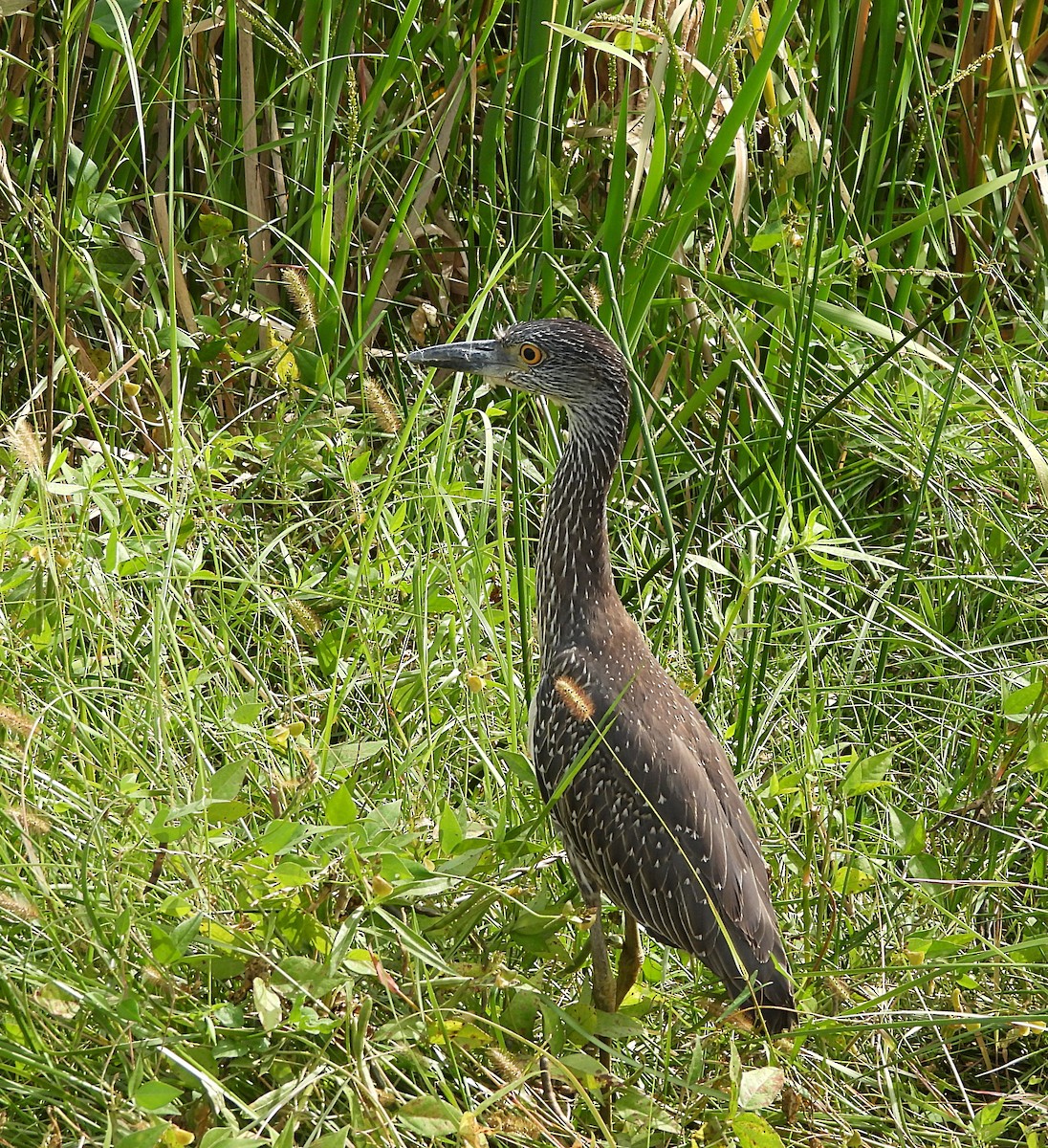 Yellow-crowned Night Heron - ML625407927