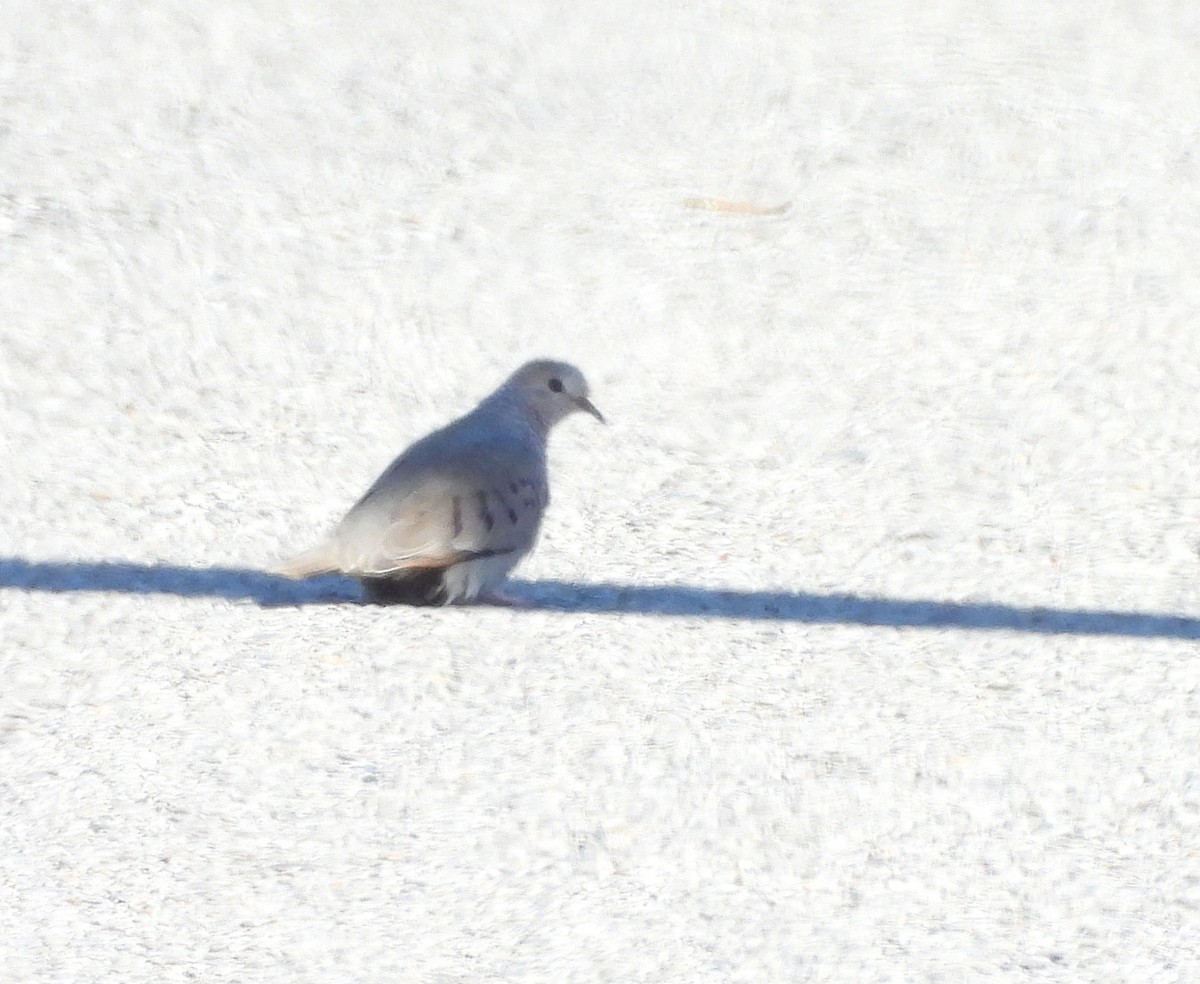 Common Ground Dove - ML625407977