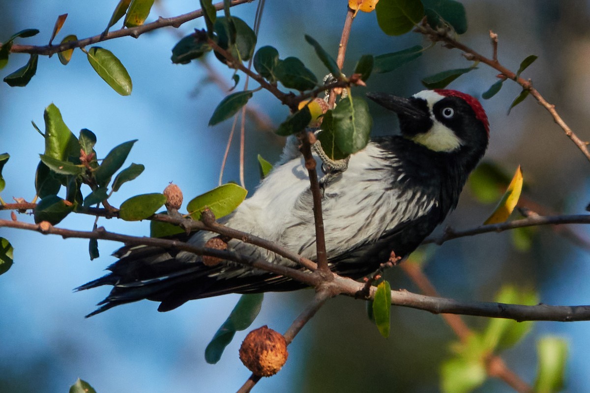 Acorn Woodpecker - ML625407978