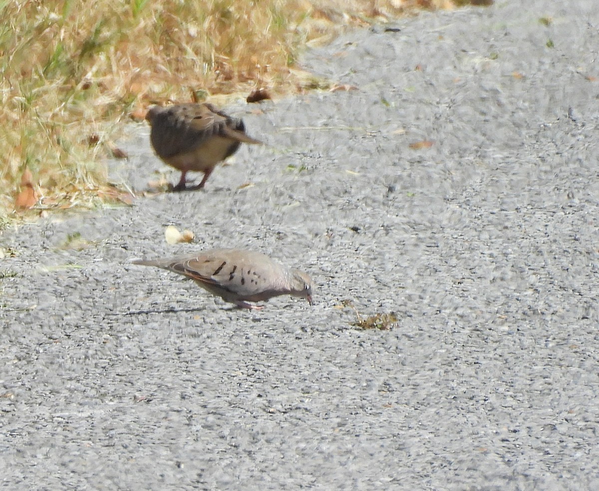 Common Ground Dove - ML625407979