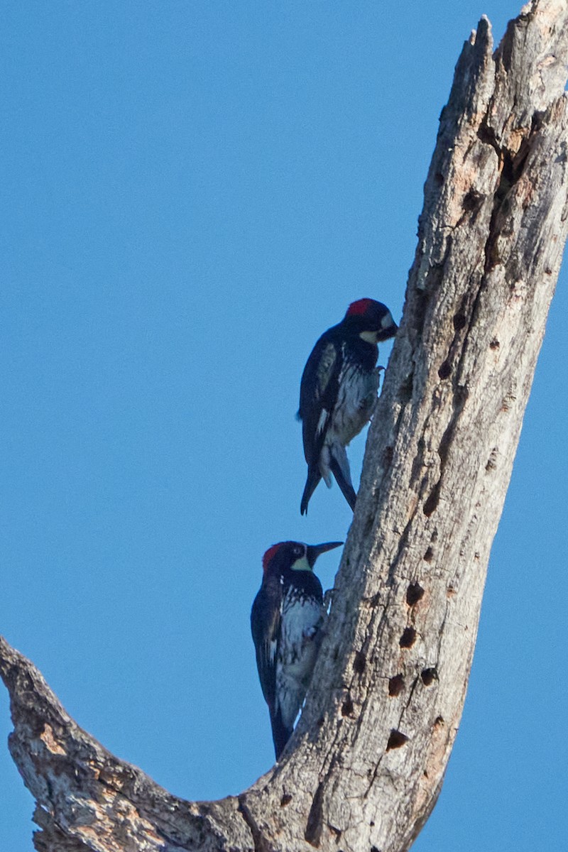 Acorn Woodpecker - ML625407982
