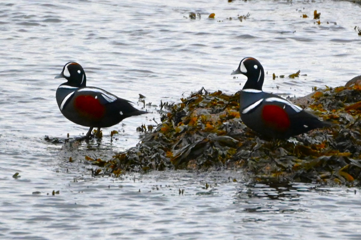 Harlequin Duck - ML625408035