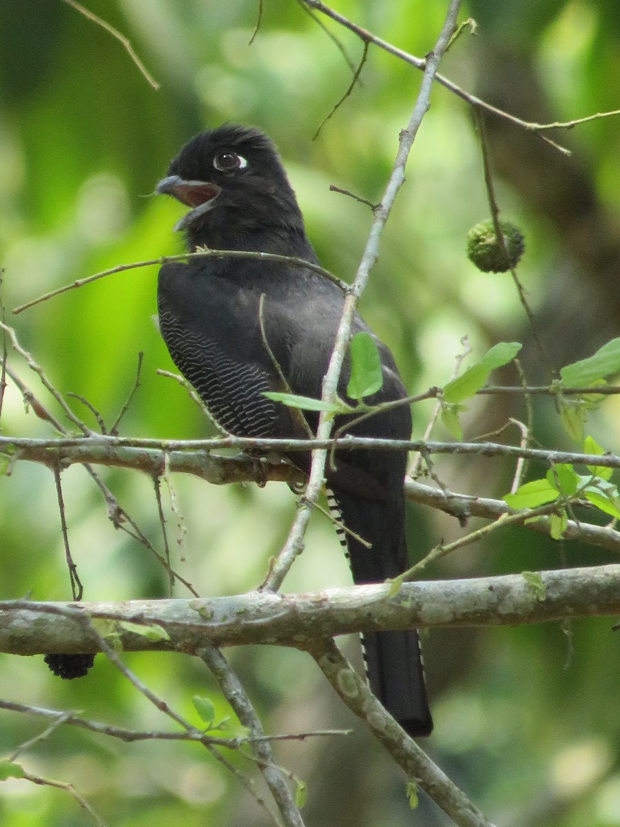 Gartered Trogon - ML625408051