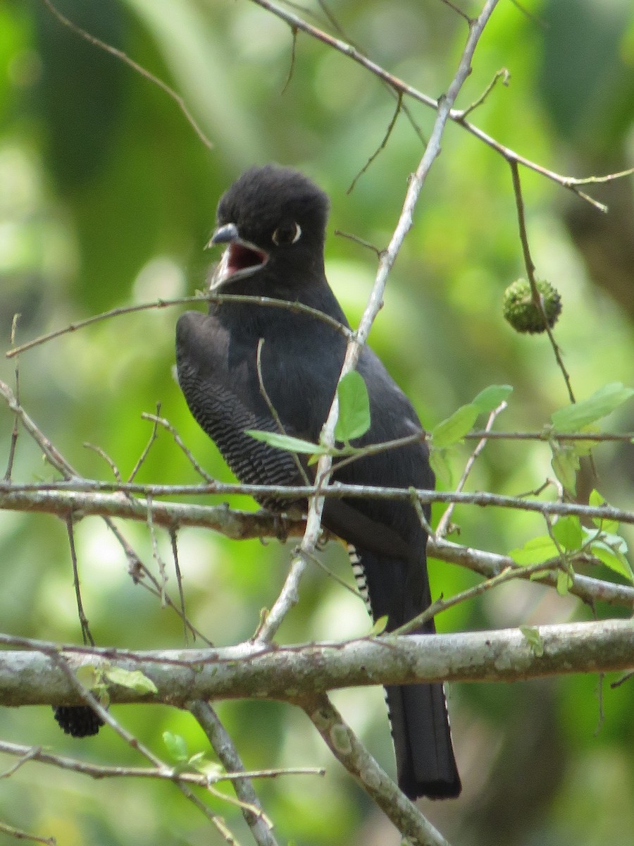 Gartered Trogon - ML625408052