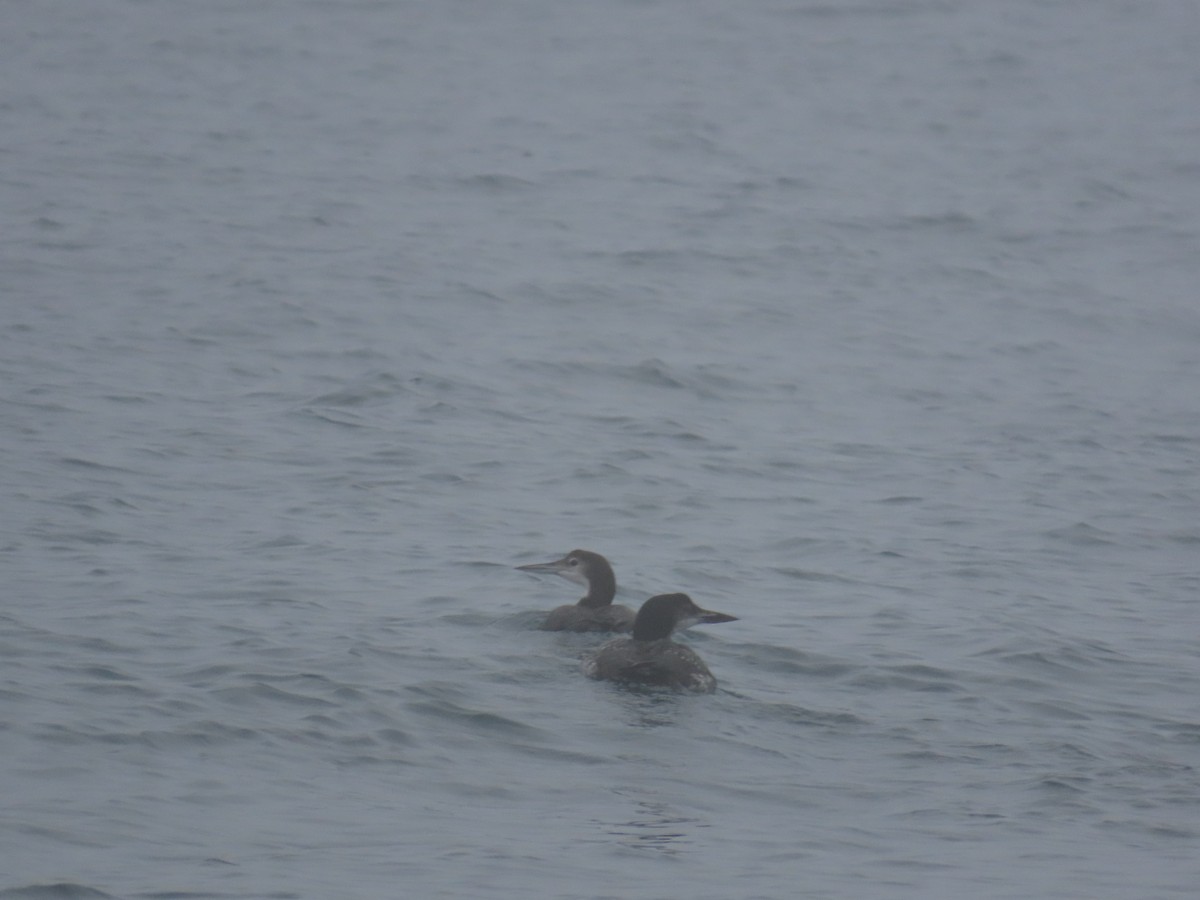 Common Loon - ML625408086