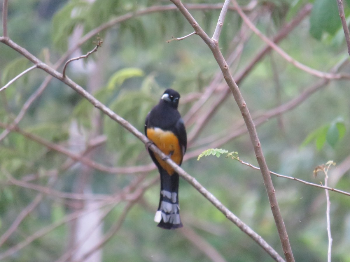 trogon černohlavý - ML625408109