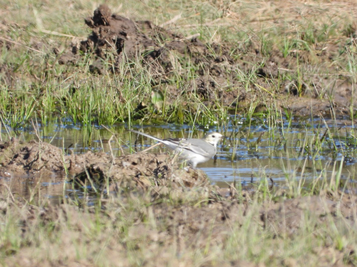 White Wagtail - ML625408166