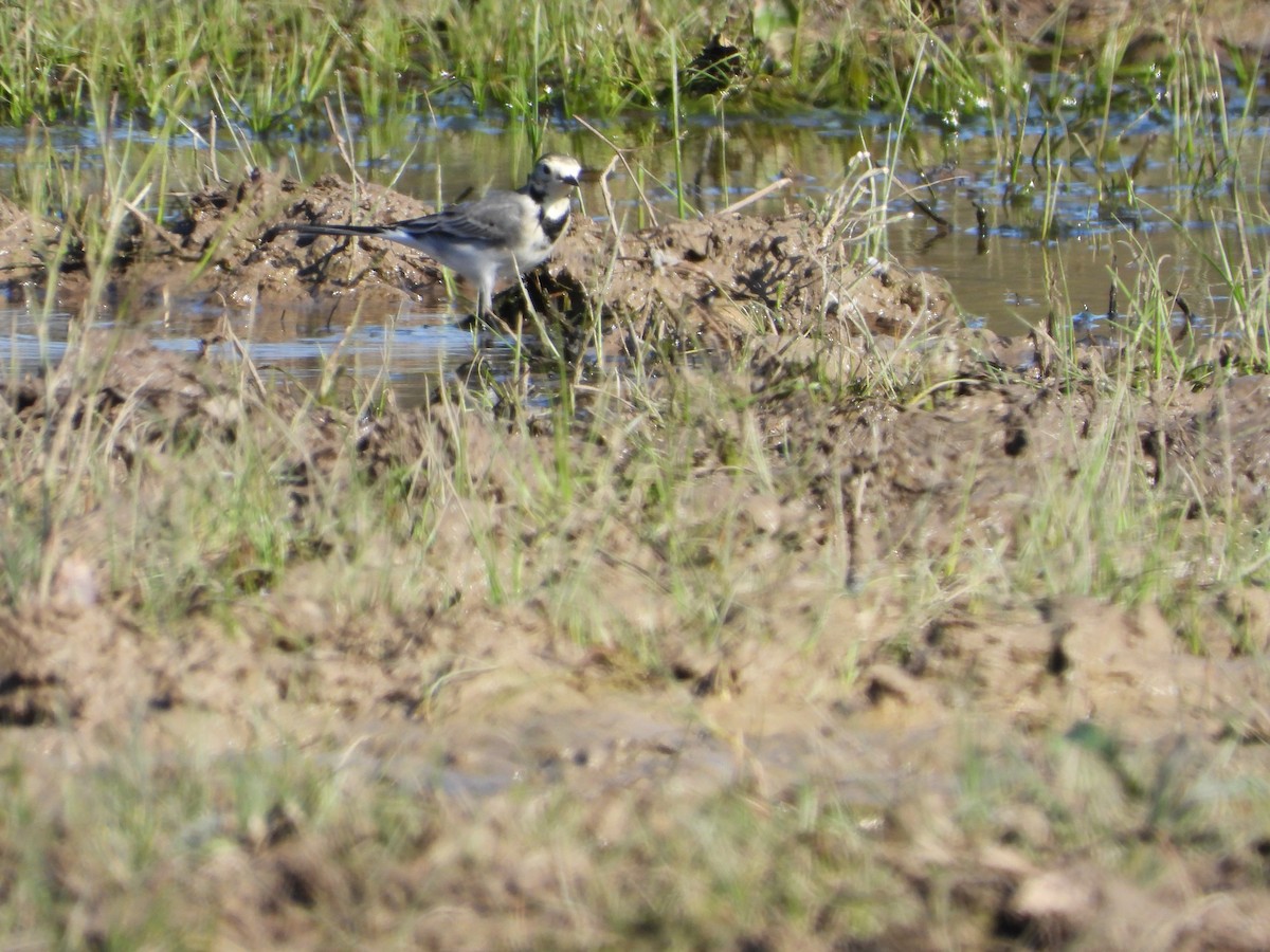 White Wagtail - FERNANDO GUTIERREZ