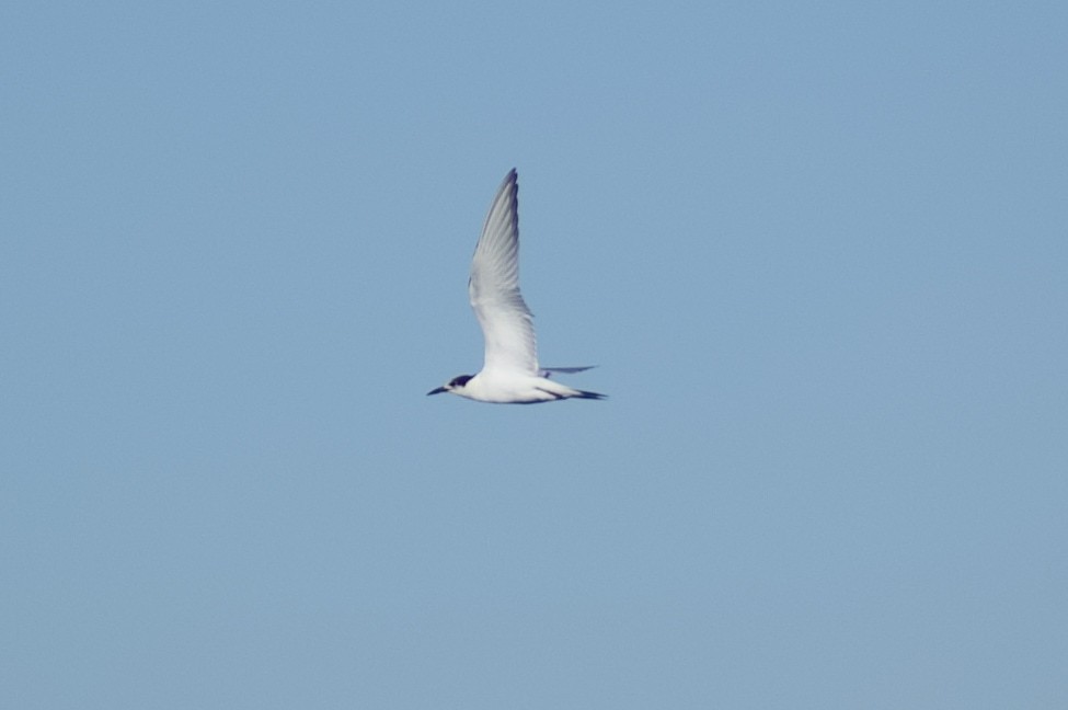 Common Tern - ML625408227